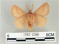 褐斜帶枯葉蛾藏品圖，第2張