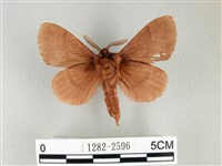 鋸紋枯葉蛾藏品圖，第2張