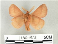 褐斜帶枯葉蛾藏品圖，第2張