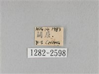 褐斜帶枯葉蛾藏品圖，第3張