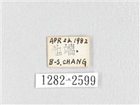 鋸紋枯葉蛾藏品圖，第3張