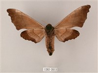 齒翅三線天蛾藏品圖，第2張