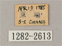 齒翅三線天蛾藏品圖，第3張