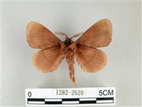鋸紋枯葉蛾藏品圖，第2張
