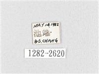 鋸紋枯葉蛾藏品圖，第3張