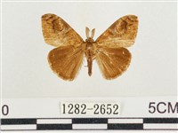 小白紋毒蛾藏品圖，第1張