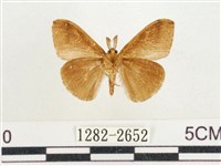 小白紋毒蛾藏品圖，第2張