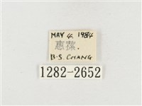 小白紋毒蛾藏品圖，第3張