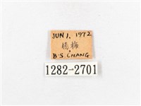 木毒蛾藏品圖，第3張