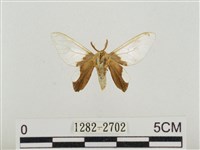 榕透翅毒蛾藏品圖，第1張