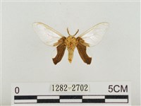 榕透翅毒蛾藏品圖，第2張