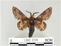 彌新冥枯葉蛾藏品圖，第1張