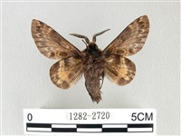 彌新冥枯葉蛾藏品圖，第2張