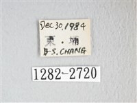 彌新冥枯葉蛾藏品圖，第3張