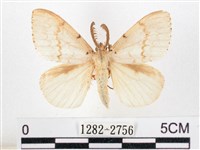 木毒蛾藏品圖，第1張