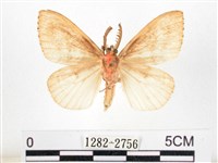 木毒蛾藏品圖，第2張