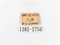 木毒蛾藏品圖，第3張