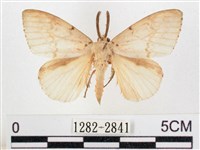 木毒蛾藏品圖，第1張