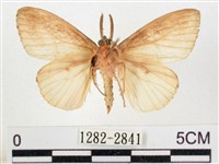 木毒蛾藏品圖，第2張