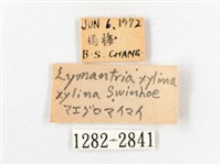 木毒蛾藏品圖，第3張