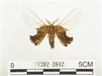 榕透翅毒蛾藏品圖，第1張