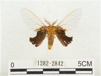 榕透翅毒蛾藏品圖，第2張