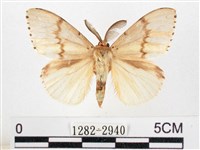 木毒蛾藏品圖，第1張