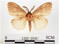 木毒蛾藏品圖，第2張