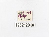 木毒蛾藏品圖，第3張