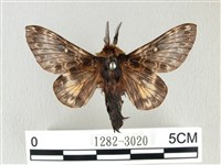 彌新冥枯葉蛾藏品圖，第1張