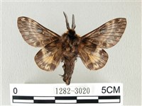 彌新冥枯葉蛾藏品圖，第2張