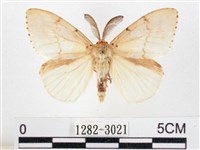 木毒蛾藏品圖，第1張