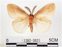 木毒蛾藏品圖，第2張