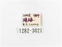 木毒蛾藏品圖，第3張