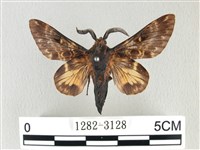 彌新冥枯葉蛾藏品圖，第1張