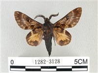 彌新冥枯葉蛾藏品圖，第2張