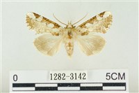 連珠波紋蛾藏品圖，第1張