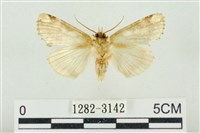 連珠波紋蛾藏品圖，第2張