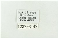 連珠波紋蛾藏品圖，第3張