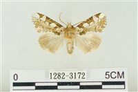 連珠波紋蛾藏品圖，第1張