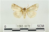 連珠波紋蛾藏品圖，第2張