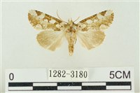 連珠波紋蛾藏品圖，第1張