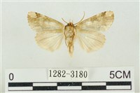 連珠波紋蛾藏品圖，第2張