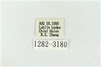 連珠波紋蛾藏品圖，第3張