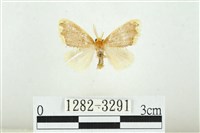 黑翅黃毒蛾藏品圖，第1張