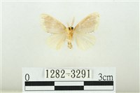 黑翅黃毒蛾藏品圖，第2張