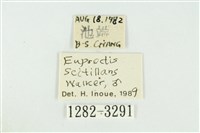 黑翅黃毒蛾藏品圖，第3張