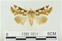 連珠波紋蛾藏品圖，第1張