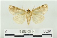 連珠波紋蛾藏品圖，第2張