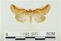 印華波紋蛾藏品圖，第1張